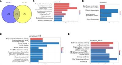 MicroRNAs in spermatogenesis dysfunction and male infertility: clinical phenotypes, mechanisms and potential diagnostic biomarkers